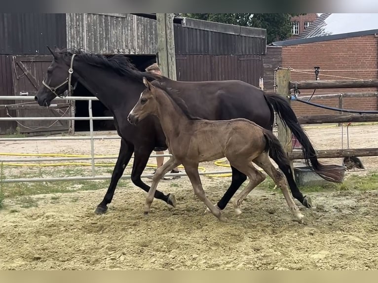 Hannoveraan Hengst 1 Jaar Zwart in Kevelaer