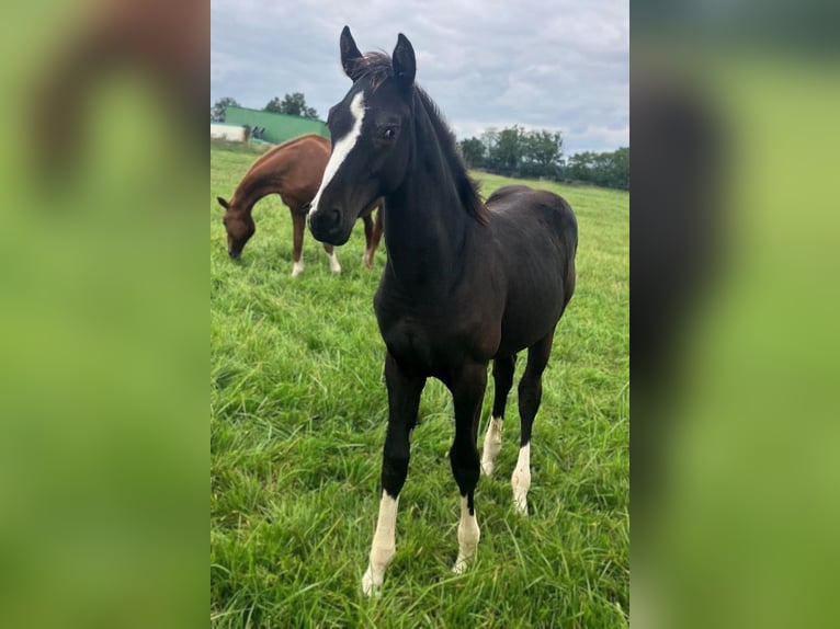 Hannoveraan Hengst 1 Jaar Zwart in Vierlinden Friedersdorf