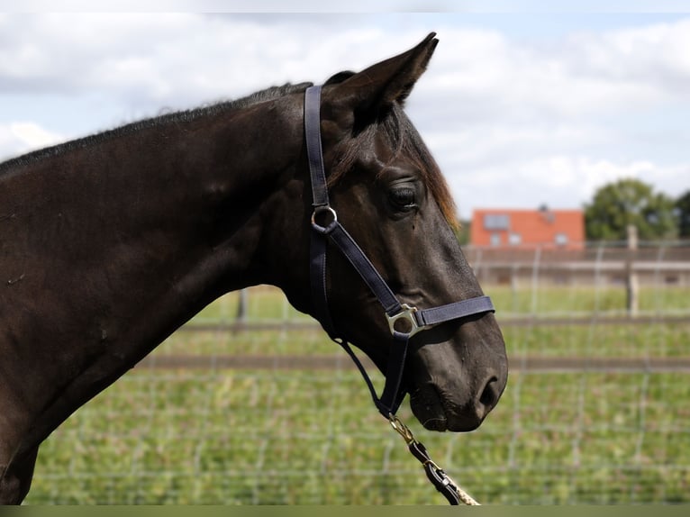 Hannoveraan Hengst 1 Jaar Zwartbruin in Strausberg