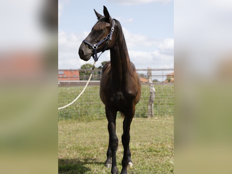 Hannoveraan Hengst 1 Jaar Zwartbruin in Strausberg