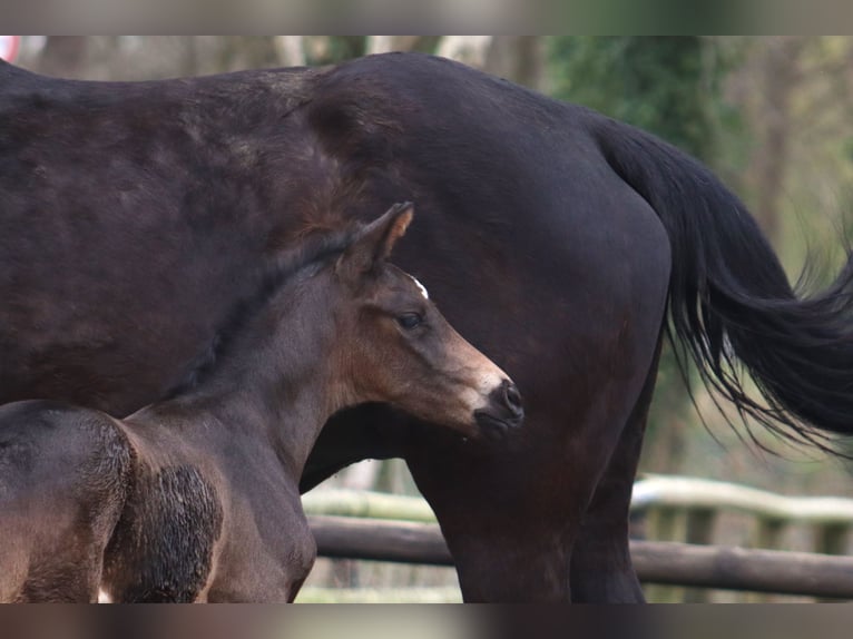 Hannoveraan Hengst 1 Jaar Zwartbruin in Selsingen