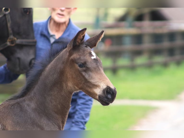 Hannoveraan Hengst 1 Jaar Zwartbruin in Selsingen