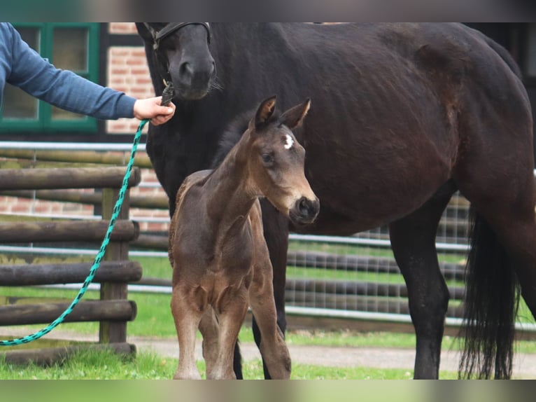 Hannoveraan Hengst 1 Jaar Zwartbruin in Selsingen