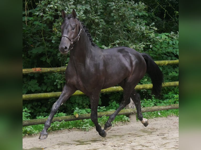 Hannoveraan Hengst 2 Jaar 157 cm Donkerbruin in Dorsten