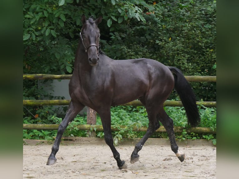 Hannoveraan Hengst 2 Jaar 157 cm Donkerbruin in Dorsten