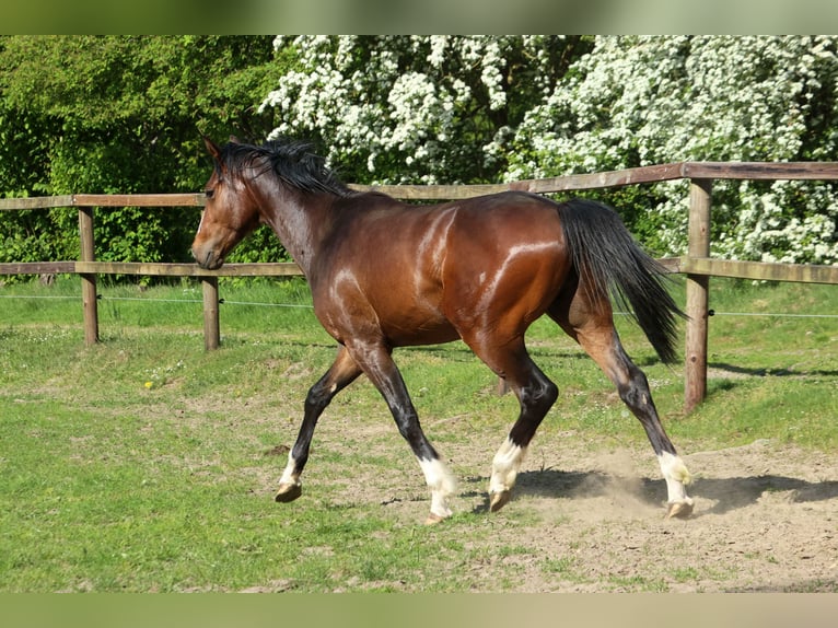 Hannoveraan Mix Hengst 2 Jaar 158 cm Donkerbruin in Colnrade