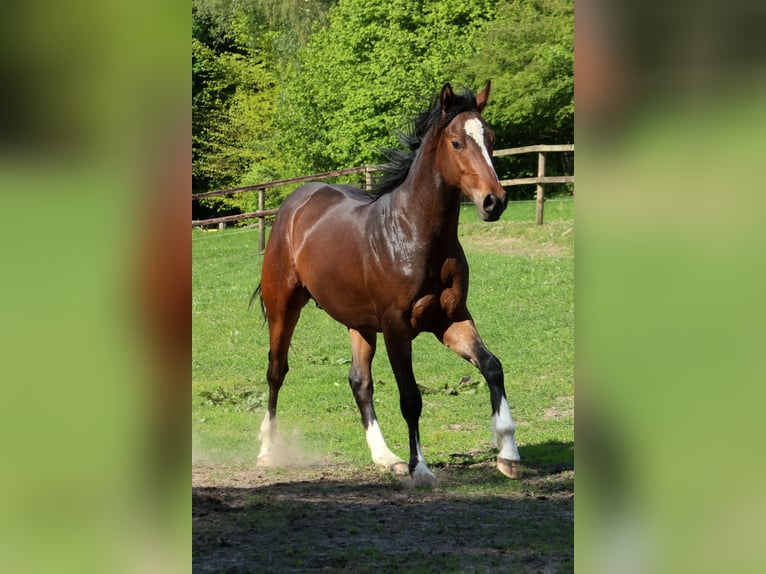 Hannoveraan Mix Hengst 2 Jaar 158 cm Donkerbruin in Colnrade