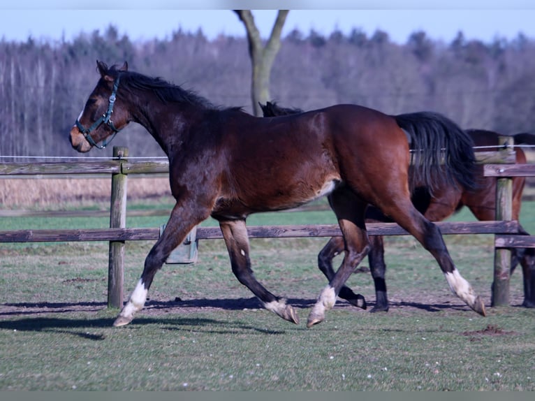 Hannoveraan Mix Hengst 2 Jaar 158 cm Donkerbruin in Colnrade