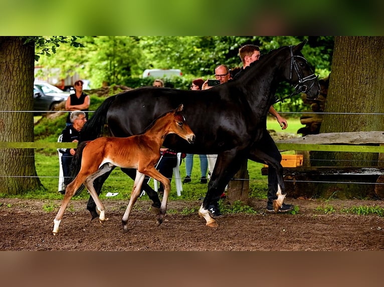 Hannoveraan Hengst 2 Jaar 160 cm Bruin in Völkersen