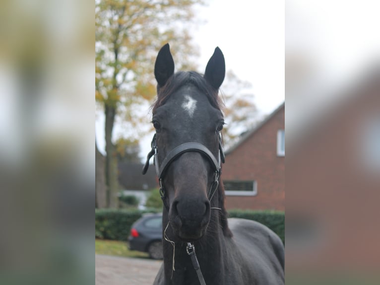 Hannoveraan Hengst 2 Jaar 160 cm Donkerbruin in Hepstedt