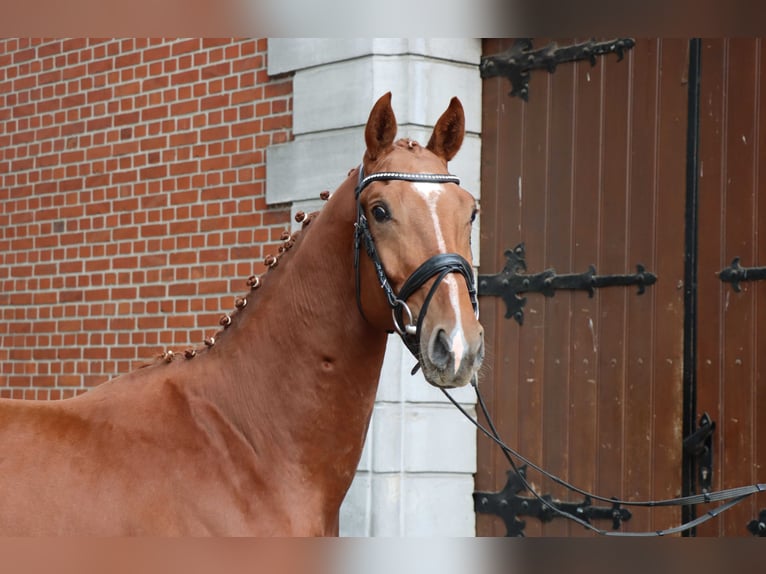 Hannoveraan Hengst 2 Jaar 160 cm Vos in Celle