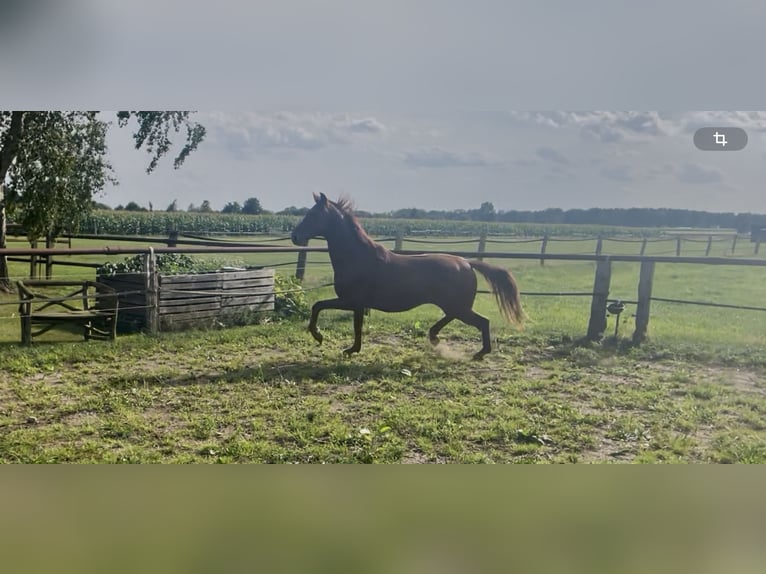 Hannoveraan Hengst 2 Jaar 160 cm Vos in Warmsen