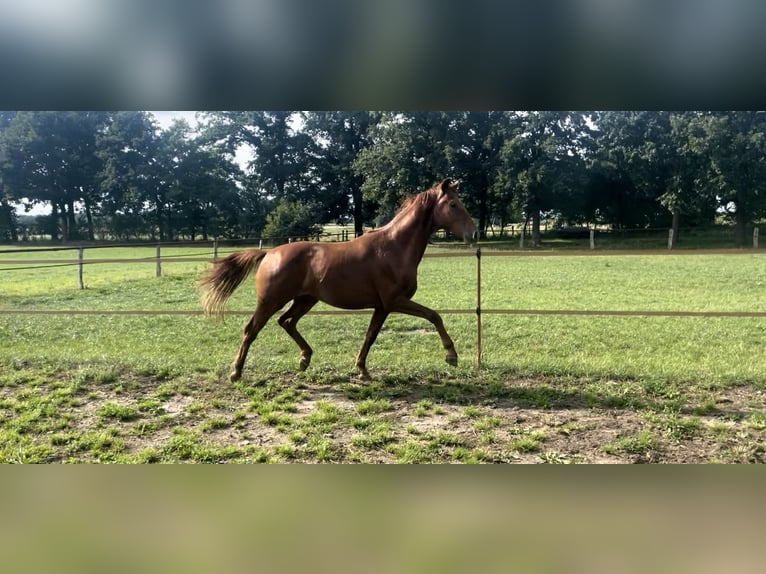 Hannoveraan Hengst 2 Jaar 160 cm Vos in Warmsen