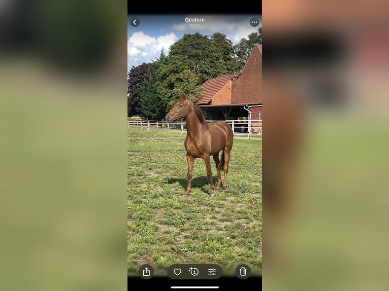 Hannoveraan Hengst 2 Jaar 160 cm Vos in Warmsen