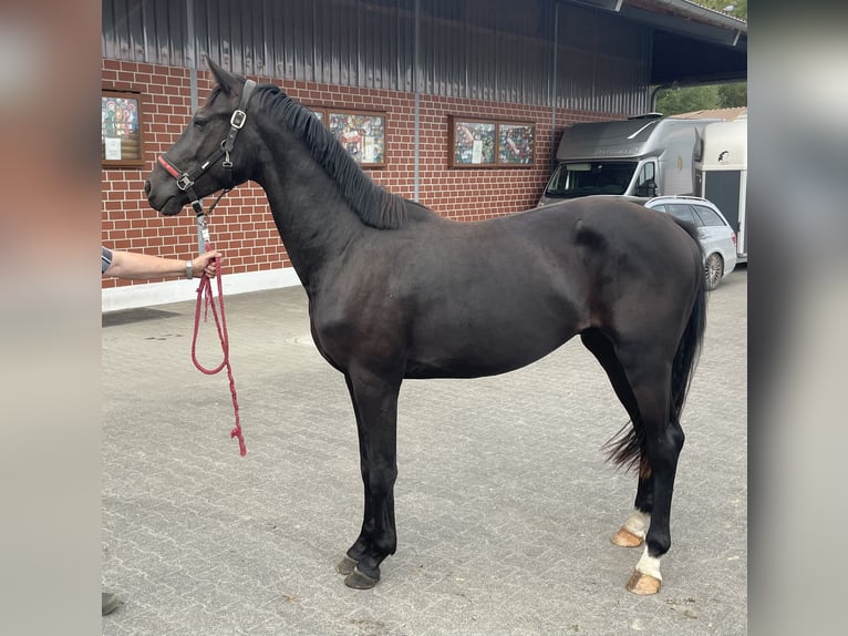 Hannoveraan Hengst 2 Jaar 160 cm Zwartbruin in Verl