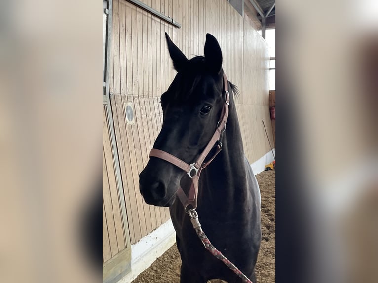 Hannoveraan Hengst 2 Jaar 161 cm Donkerbruin in Verl