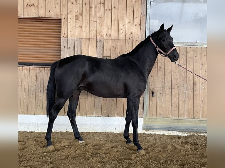 Hannoveraan Hengst 2 Jaar 161 cm Donkerbruin in Verl