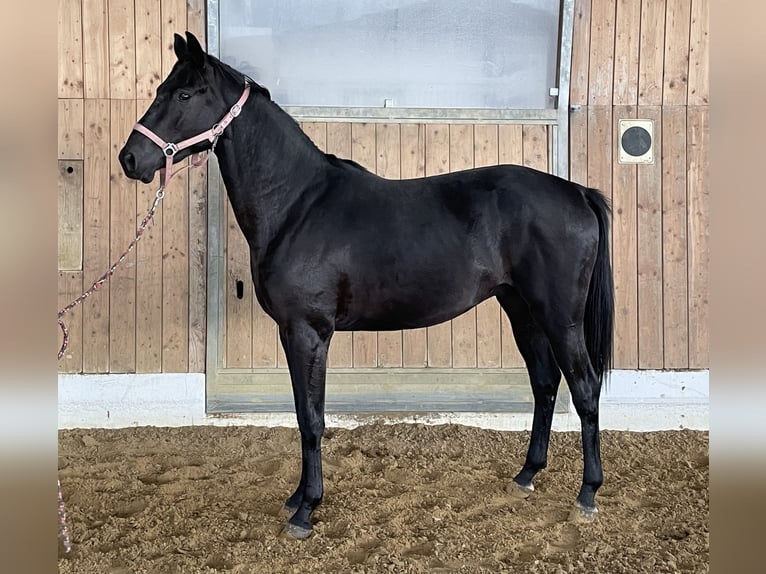 Hannoveraan Hengst 2 Jaar 161 cm Donkerbruin in Verl