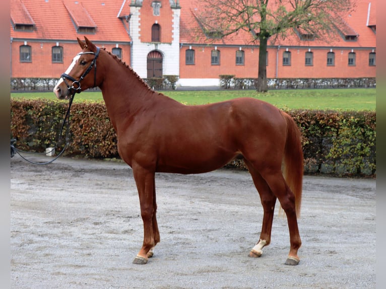 Hannoveraan Hengst 2 Jaar 161 cm Vos in Celle