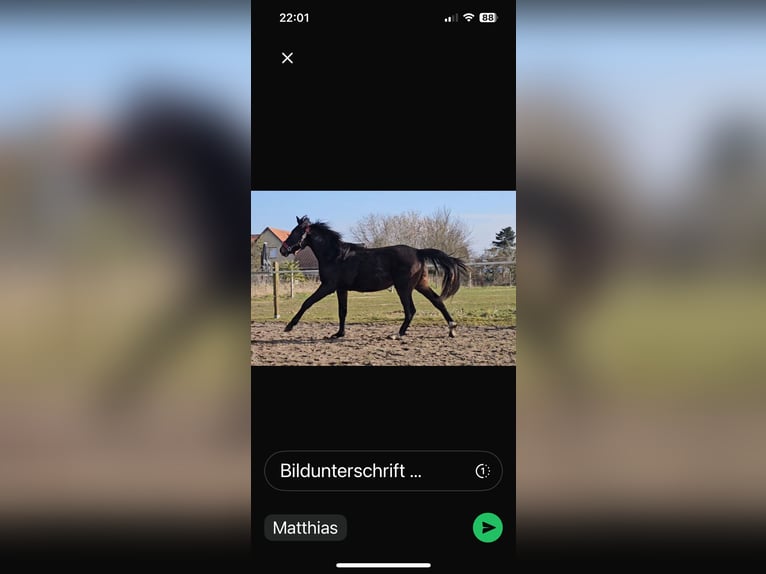 Hannoveraan Hengst 2 Jaar 162 cm Zwartbruin in Rehburg-Loccum