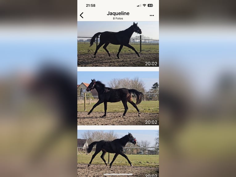 Hannoveraan Hengst 2 Jaar 162 cm Zwartbruin in Rehburg-Loccum