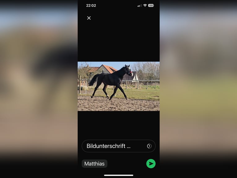 Hannoveraan Hengst 2 Jaar 162 cm Zwartbruin in Rehburg-Loccum