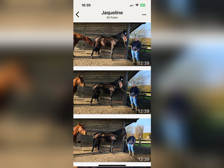 Hannoveraan Hengst 2 Jaar 162 cm Zwartbruin in Rehburg-Loccum