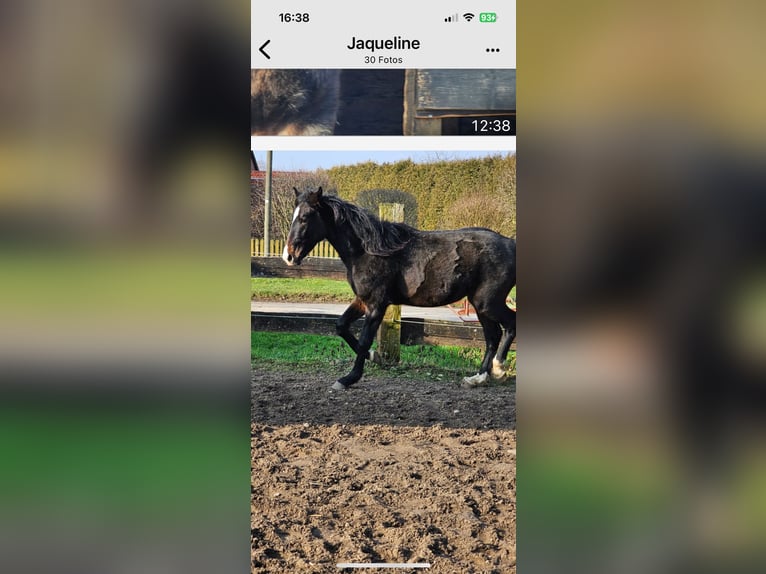 Hannoveraan Hengst 2 Jaar 162 cm Zwartbruin in Rehburg-Loccum