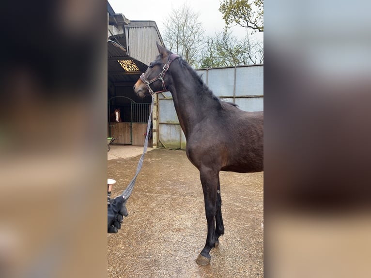 Hannoveraan Hengst 2 Jaar 163 cm Bruin in Cornwall