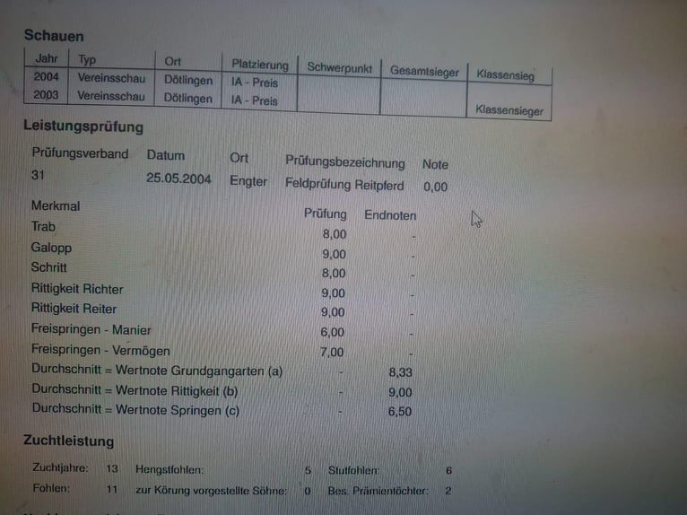 Hannoveraan Hengst 2 Jaar 164 cm Donkerbruin in Neuerburg