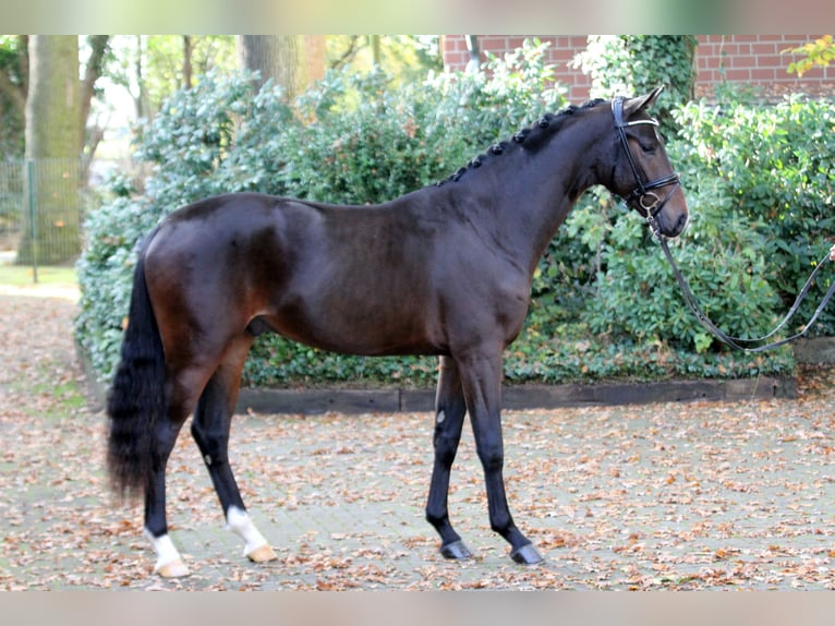 Hannoveraan Hengst 2 Jaar 164 cm Zwartbruin in Kutenholz