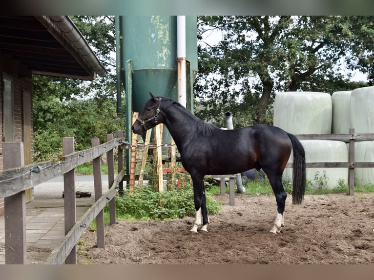 Hannoveraan Hengst 2 Jaar 165 cm Bruin in Borgholzhausen