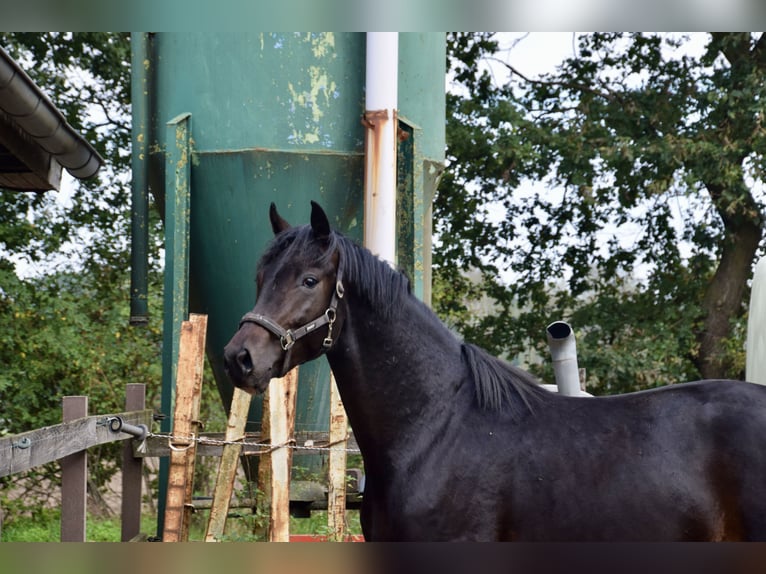 Hannoveraan Hengst 2 Jaar 165 cm Bruin in Borgholzhausen