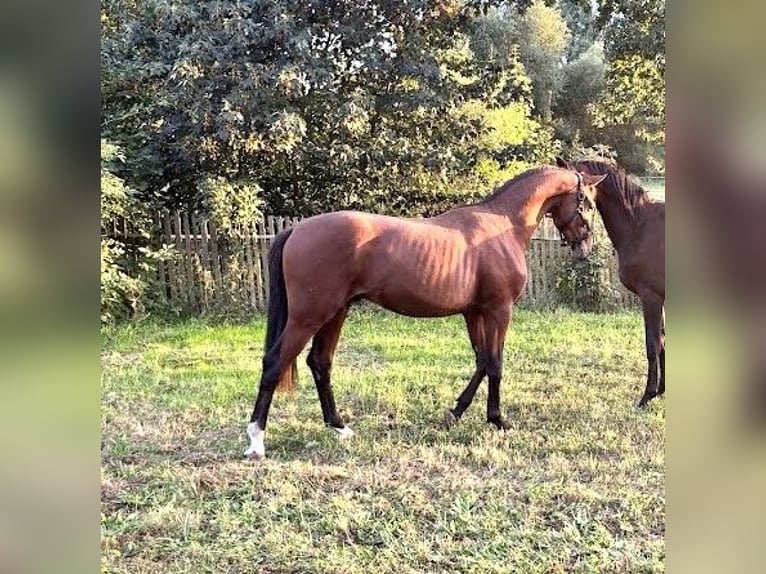 Hannoveraan Hengst 2 Jaar 165 cm Bruin in Burgst&#xE4;dt