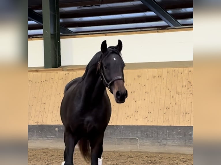 Hannoveraan Hengst 2 Jaar 165 cm Donkerbruin in Deinstedt