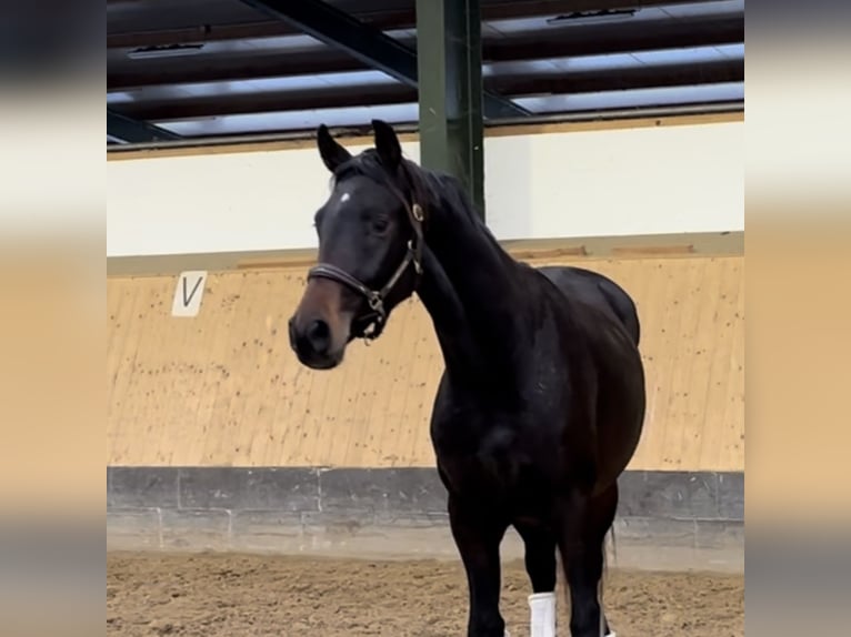 Hannoveraan Hengst 2 Jaar 165 cm Donkerbruin in Deinstedt