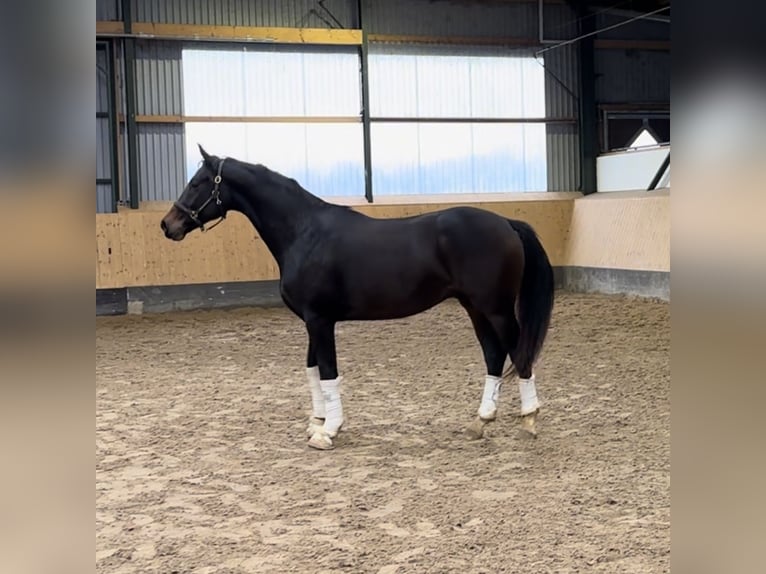 Hannoveraan Hengst 2 Jaar 165 cm Donkerbruin in Deinstedt