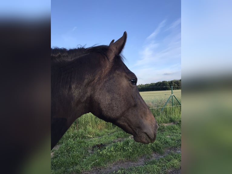 Hannoveraan Hengst 2 Jaar 165 cm Donkerbruin in Steyerberg