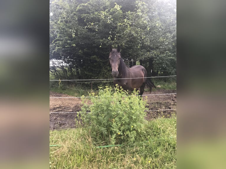 Hannoveraan Hengst 2 Jaar 165 cm Donkerbruin in Steyerberg