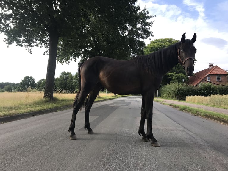 Hannoveraan Hengst 2 Jaar 165 cm Donkerbruin in Steyerberg