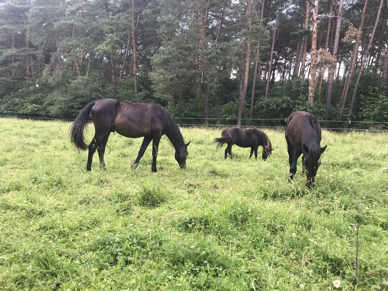 Hannoveraan Hengst 2 Jaar 165 cm Donkerbruin in Steyerberg