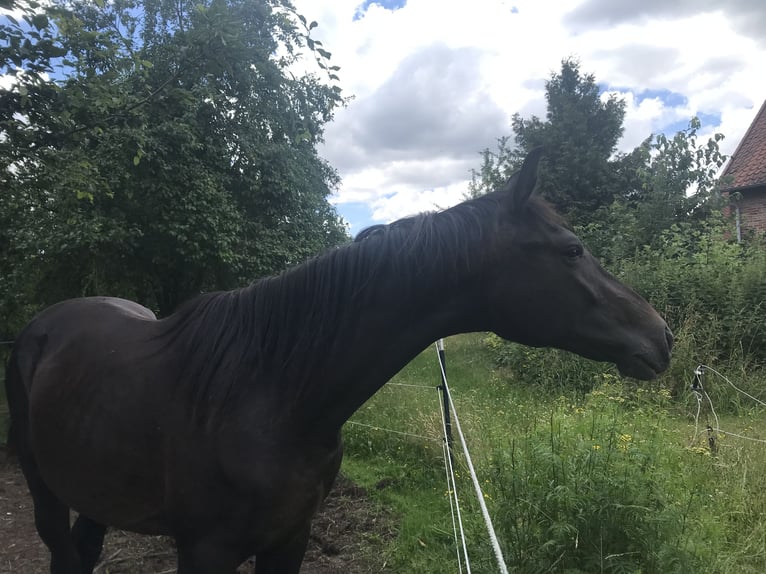 Hannoveraan Hengst 2 Jaar 165 cm Donkerbruin in Steyerberg