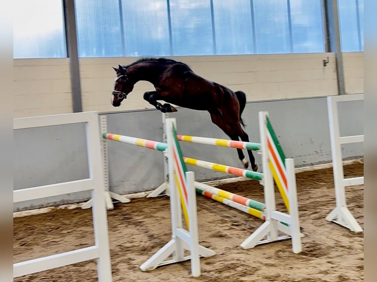 Hannoveraan Hengst 2 Jaar 165 cm Donkerbruin in Syke Hannoveraan Hengst 2 Jaar 165 cm Donkerbruin in Syke
