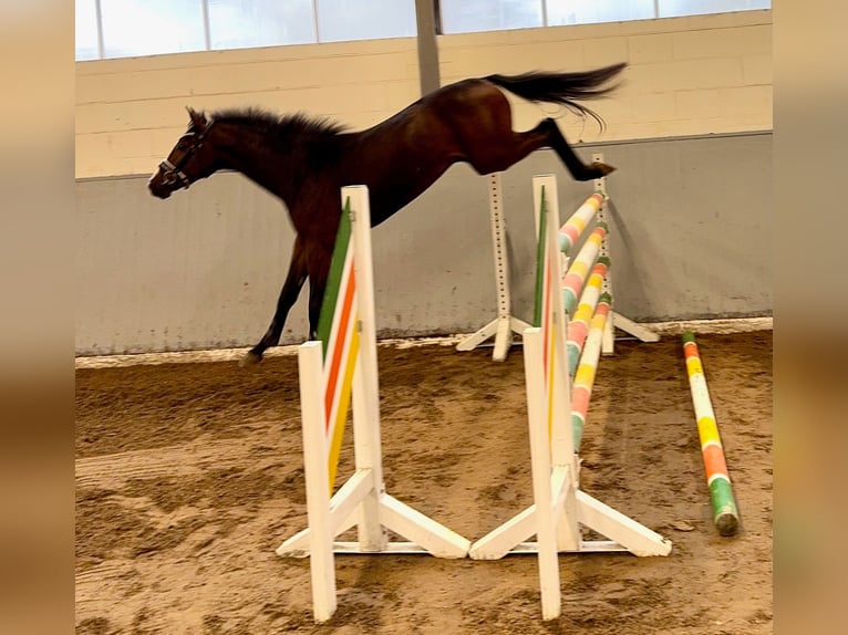 Hannoveraan Hengst 2 Jaar 165 cm Donkerbruin in Syke Hannoveraan Hengst 2 Jaar 165 cm Donkerbruin in Syke