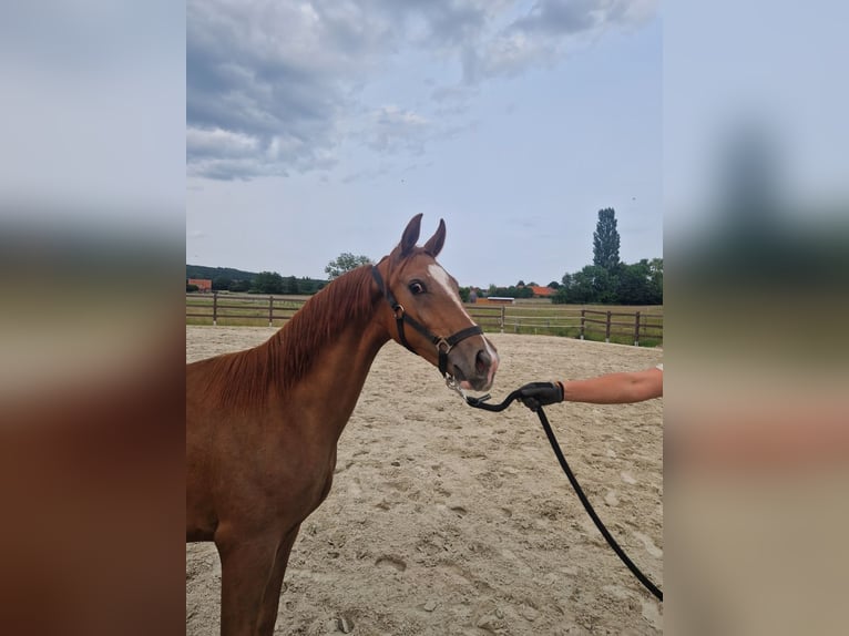 Hannoveraan Hengst 2 Jaar 165 cm Donkere-vos in Rehburg-Loccum Münchehagen