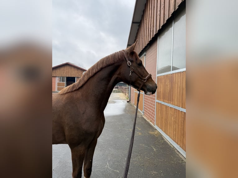 Hannoveraan Hengst 2 Jaar 165 cm Donkere-vos in Nordhorn