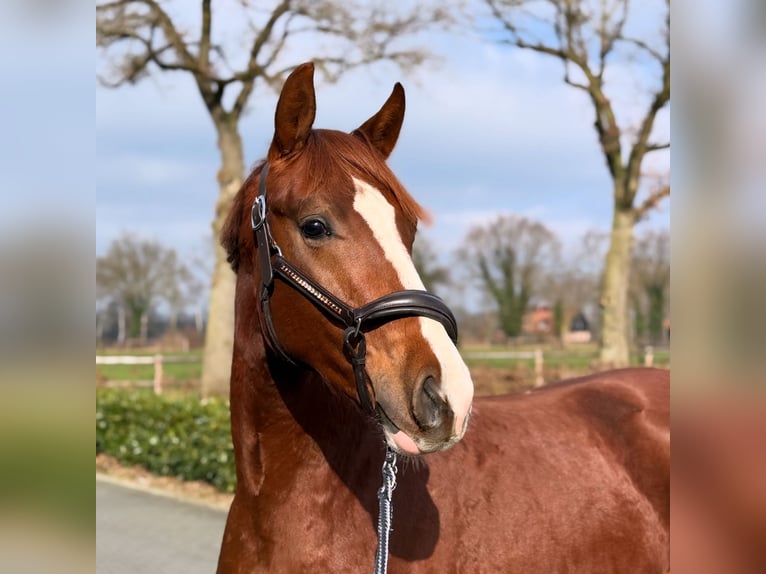 Hannoveraan Hengst 2 Jaar 165 cm Donkere-vos in Nordhorn