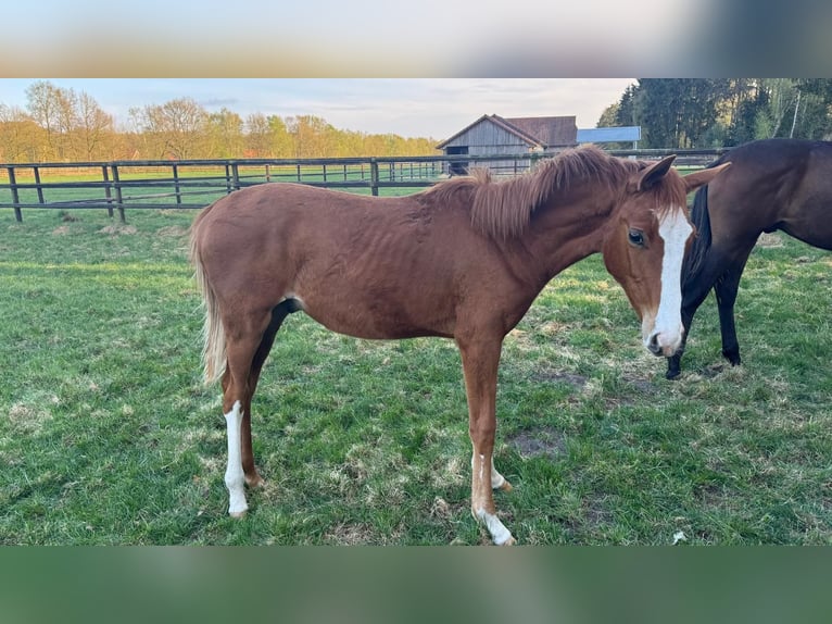 Hannoveraan Hengst 2 Jaar 165 cm Vos in Bad Pyrmont
