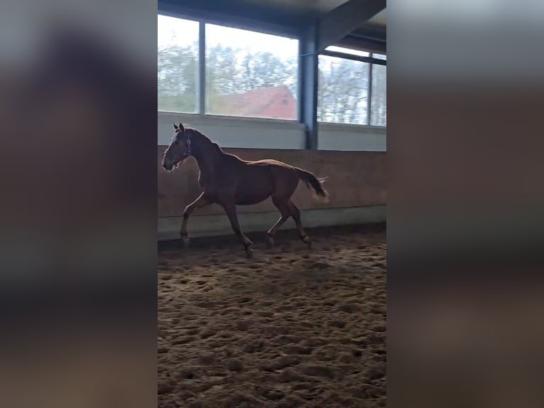 Hannoveraan Hengst 2 Jaar 165 cm Vos in Niederlangen