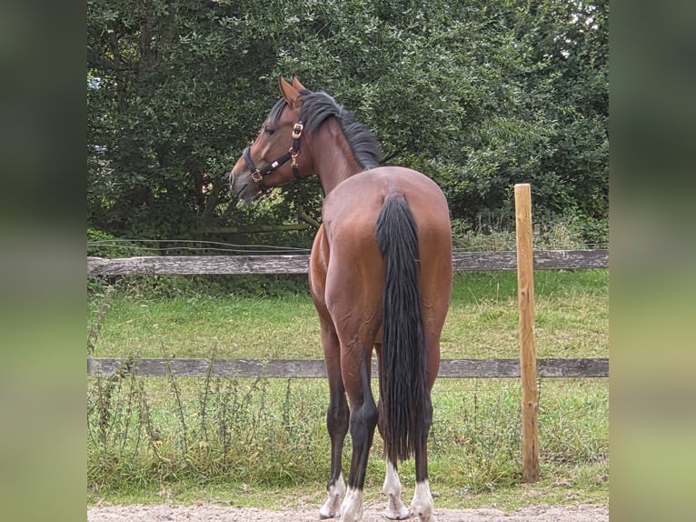 Hannoveraan Hengst 2 Jaar 166 cm Bruin in Bunde